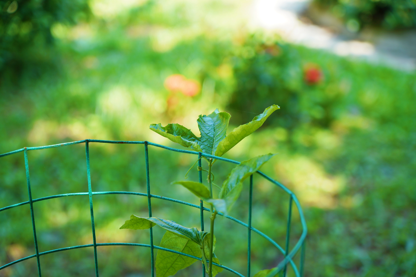 国际天子(中国区) - 官方网站