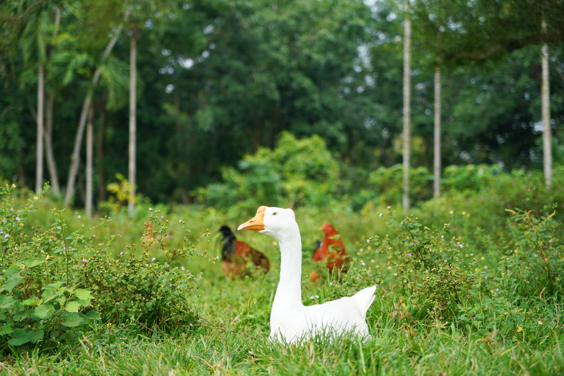 国际天子(中国区) - 官方网站